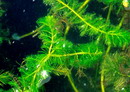 Spiked Water milfoil,میریوفیلیم اسپیکاتوم